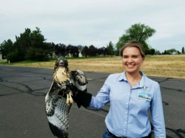 A juvenile Red Tail Hawk was getting in the way of airplanes, so this hawk was released in a new area to protect the flying public.